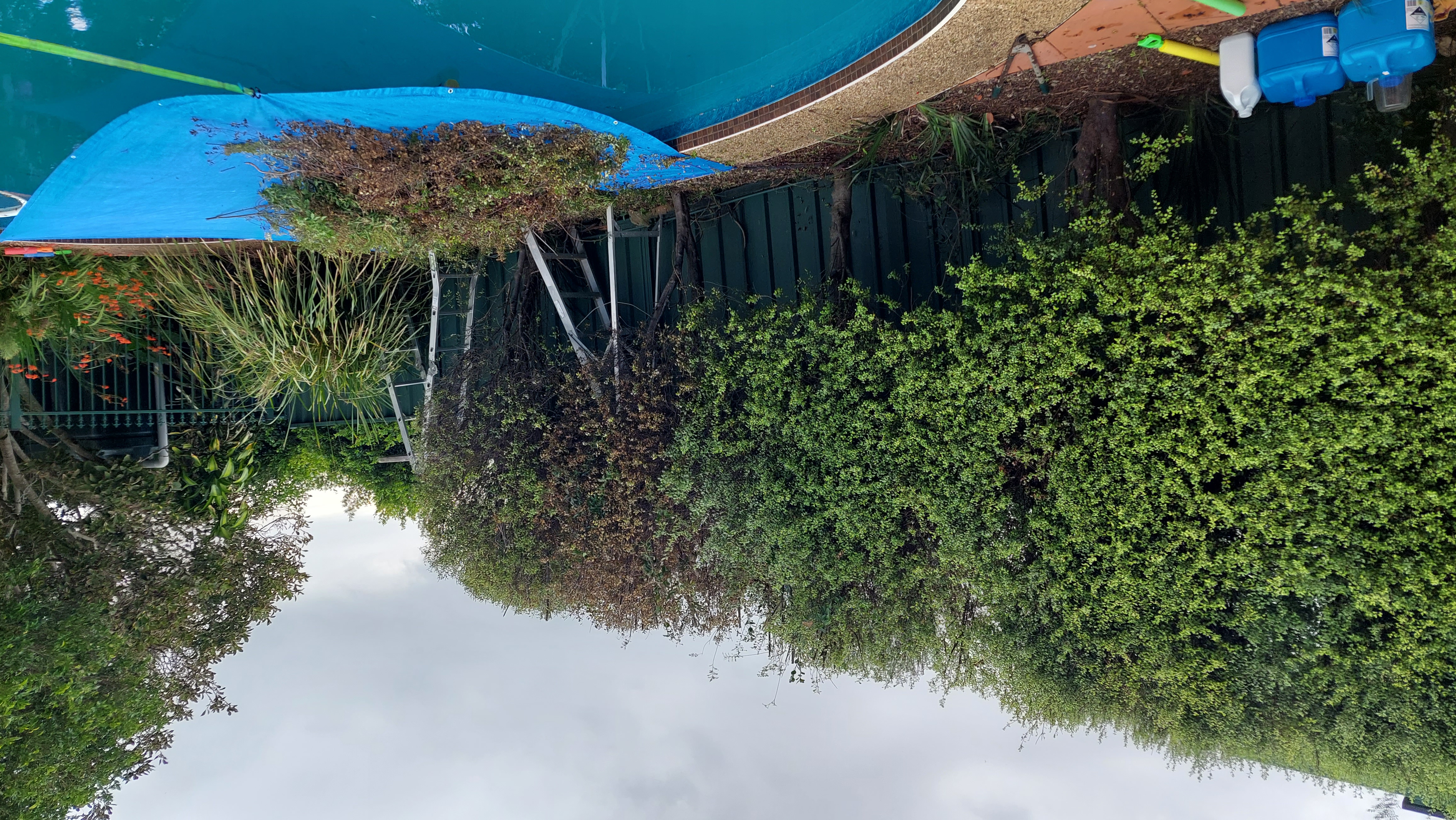 hedge